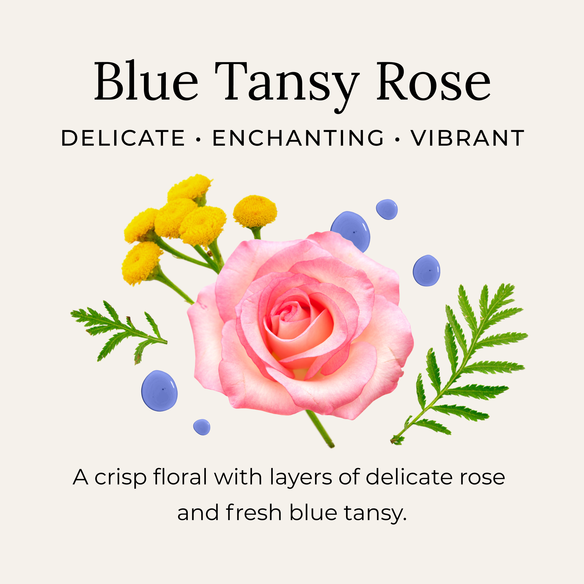Blue Tansy Rose Deodorant Cream | Little Seed Farm
