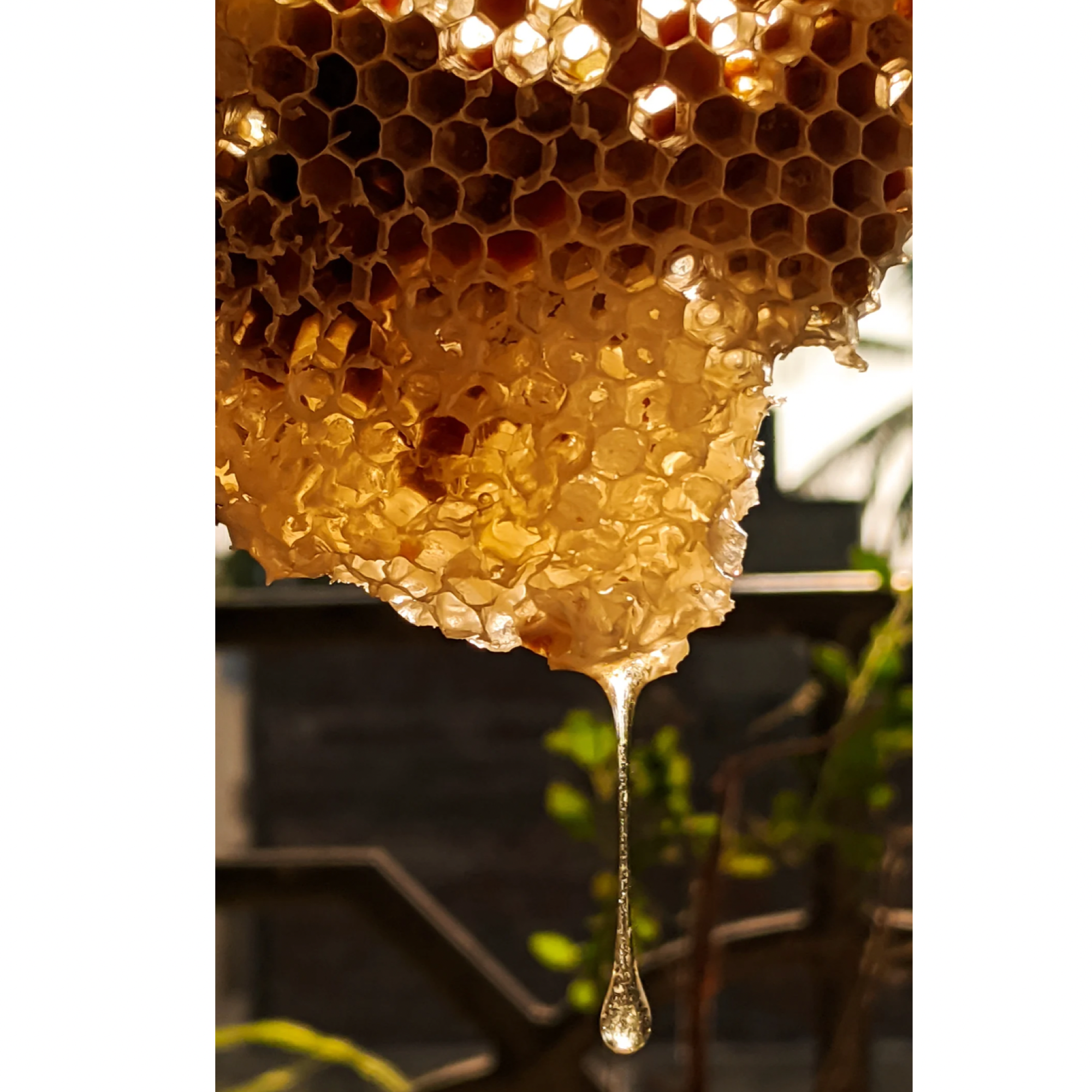 Lemon + Honey + Poppy Seed- Goat Milk Tallow Soap | Pretty Farm Girl