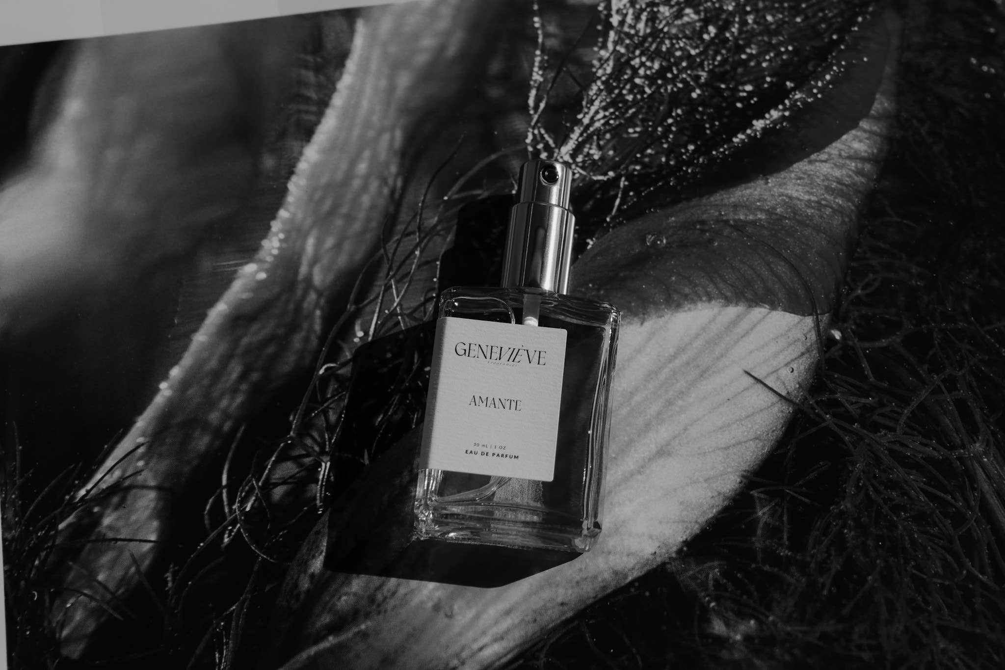 Amante Eau de Parfum Lavender Ylang | Genevieve Fragrances